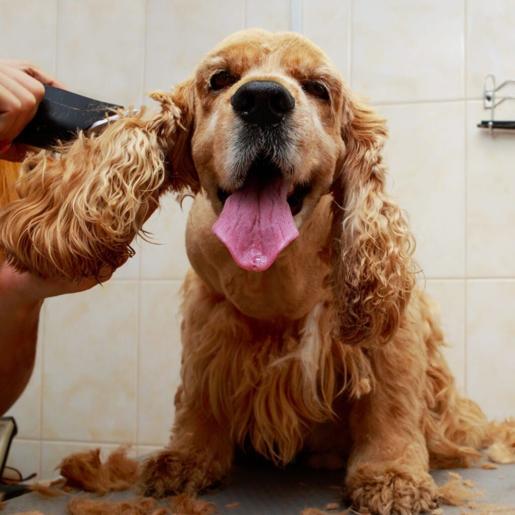 dog getting hair groomed