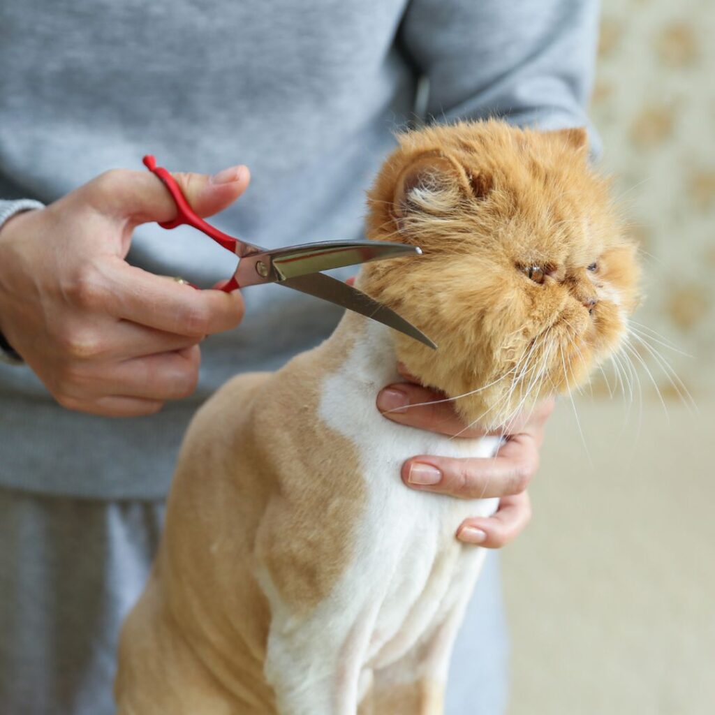 cat getting haircut at groomer