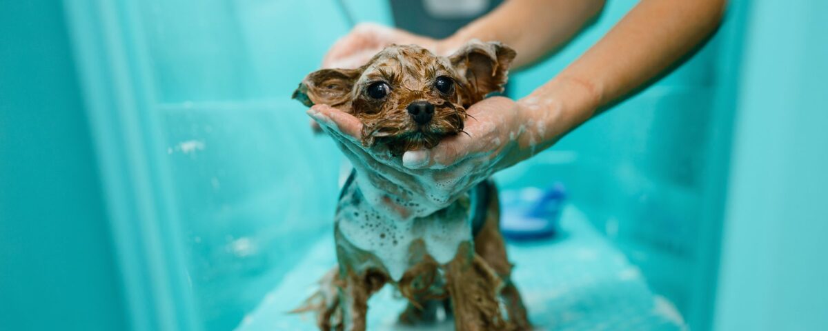 small dog getting bathed