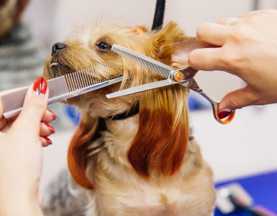 Small dog being groomed