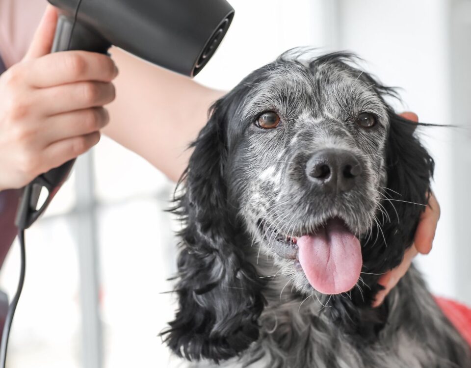 dog being groomed by furry land mobile grooming