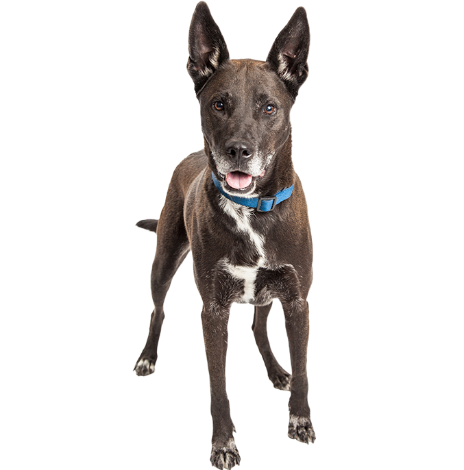 a tall, dark dog with a blue collar