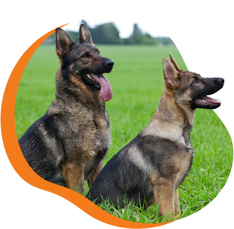 two German Sheppards sitting in the grassing