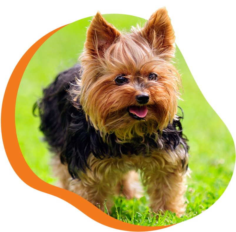 a happy fluffy Yorkshire Terrier outside