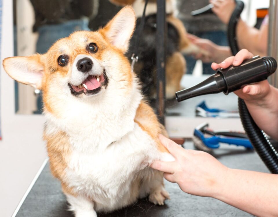 Corgi being blowdried by a groomer