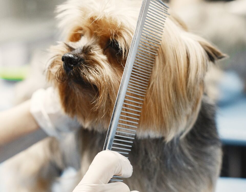 dog being groomed by furry land mobile grooming