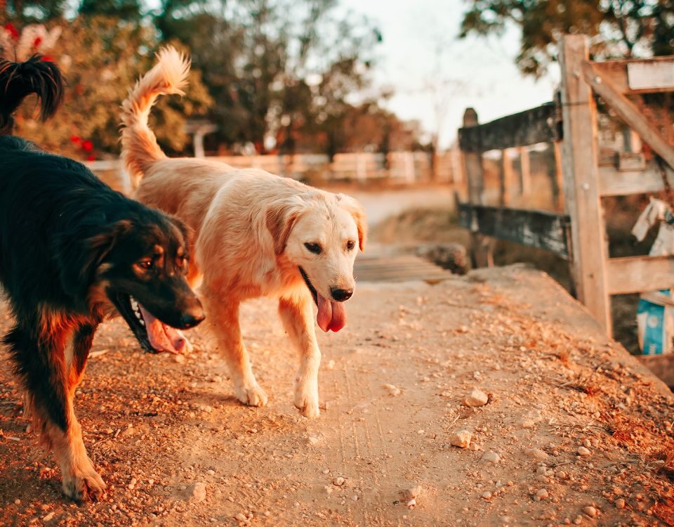 two dogs out walking together