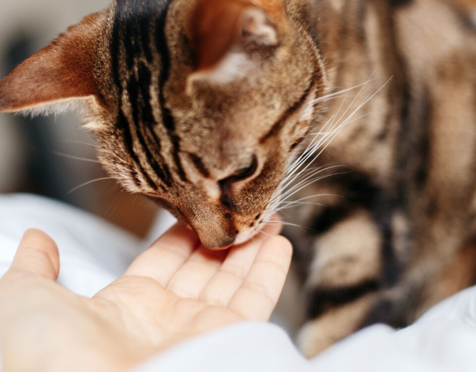 Cat sniffing a person's hand