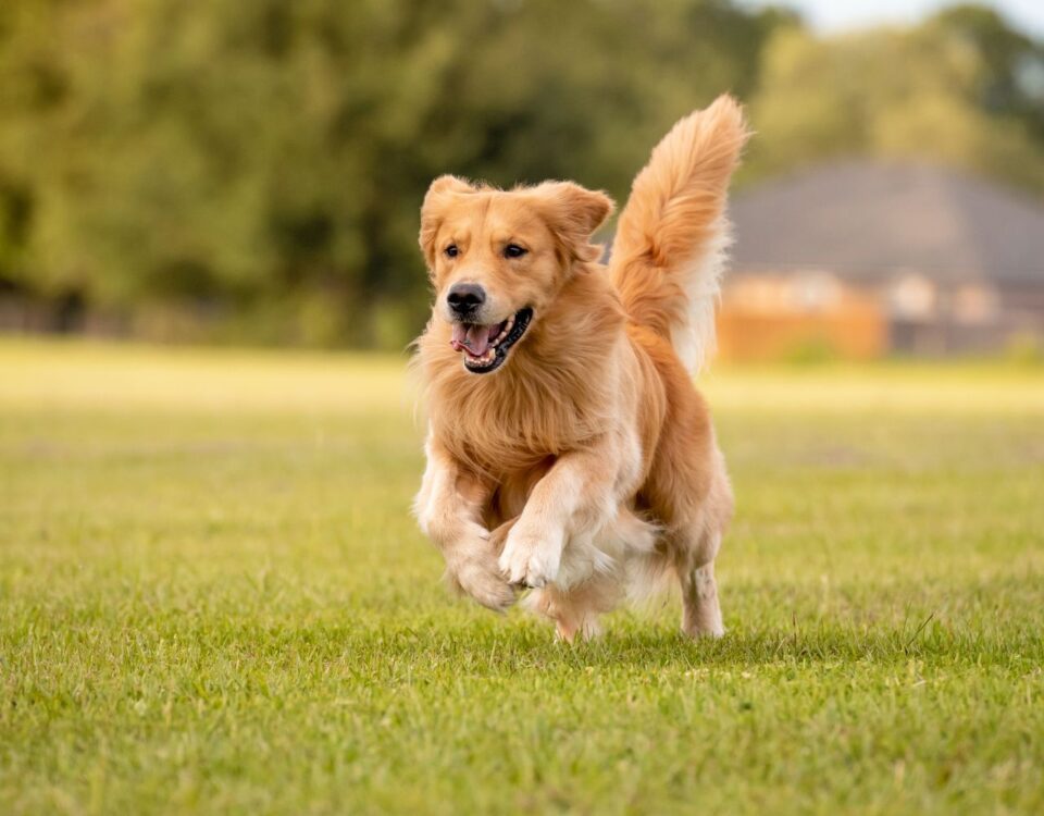 happy dog in field