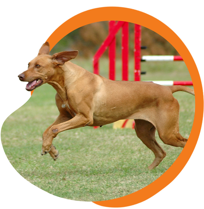 a short hair dog running on an agility course
