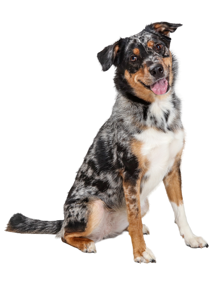 a spotted cattle dog sitting