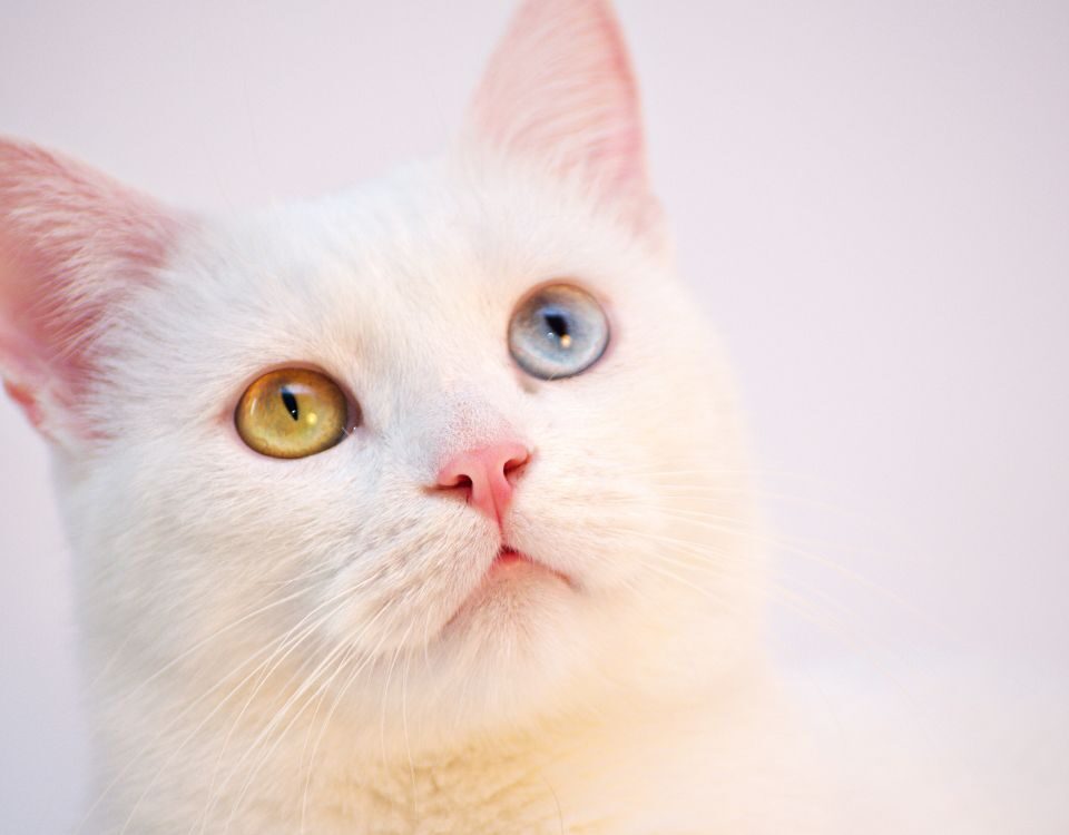 a white cat with one yellow eye and one blue eye