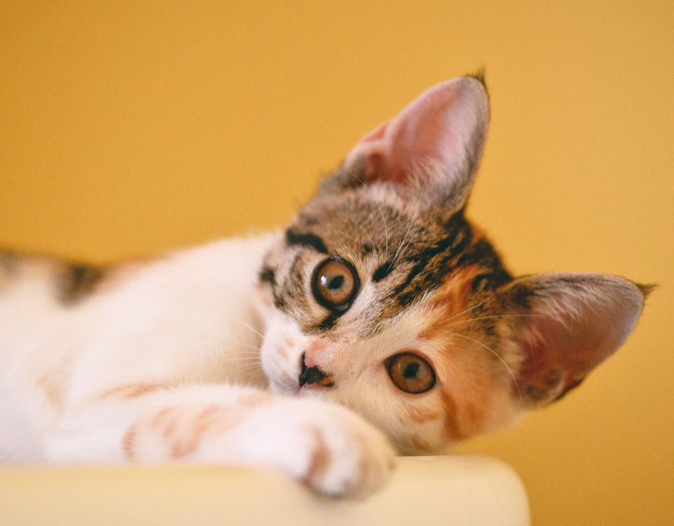 a white and brown stripped kitten laying down