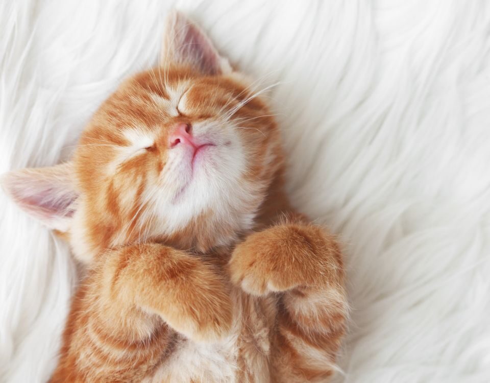 an orange tabby kitten sleeping on its back