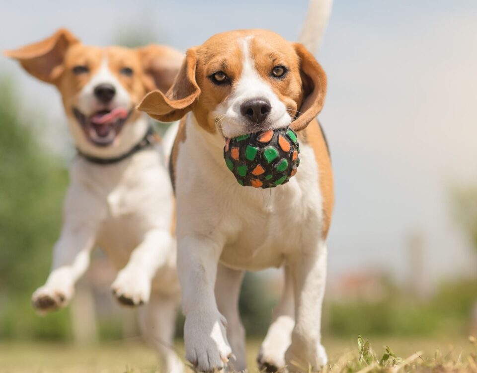 happy dogs running with toy