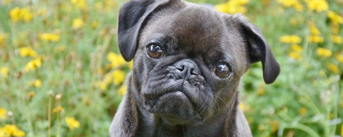 a pug sitting in the grass