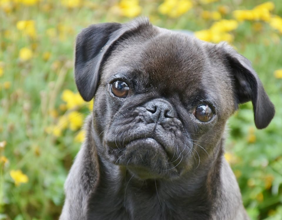 a pug sitting in the grass