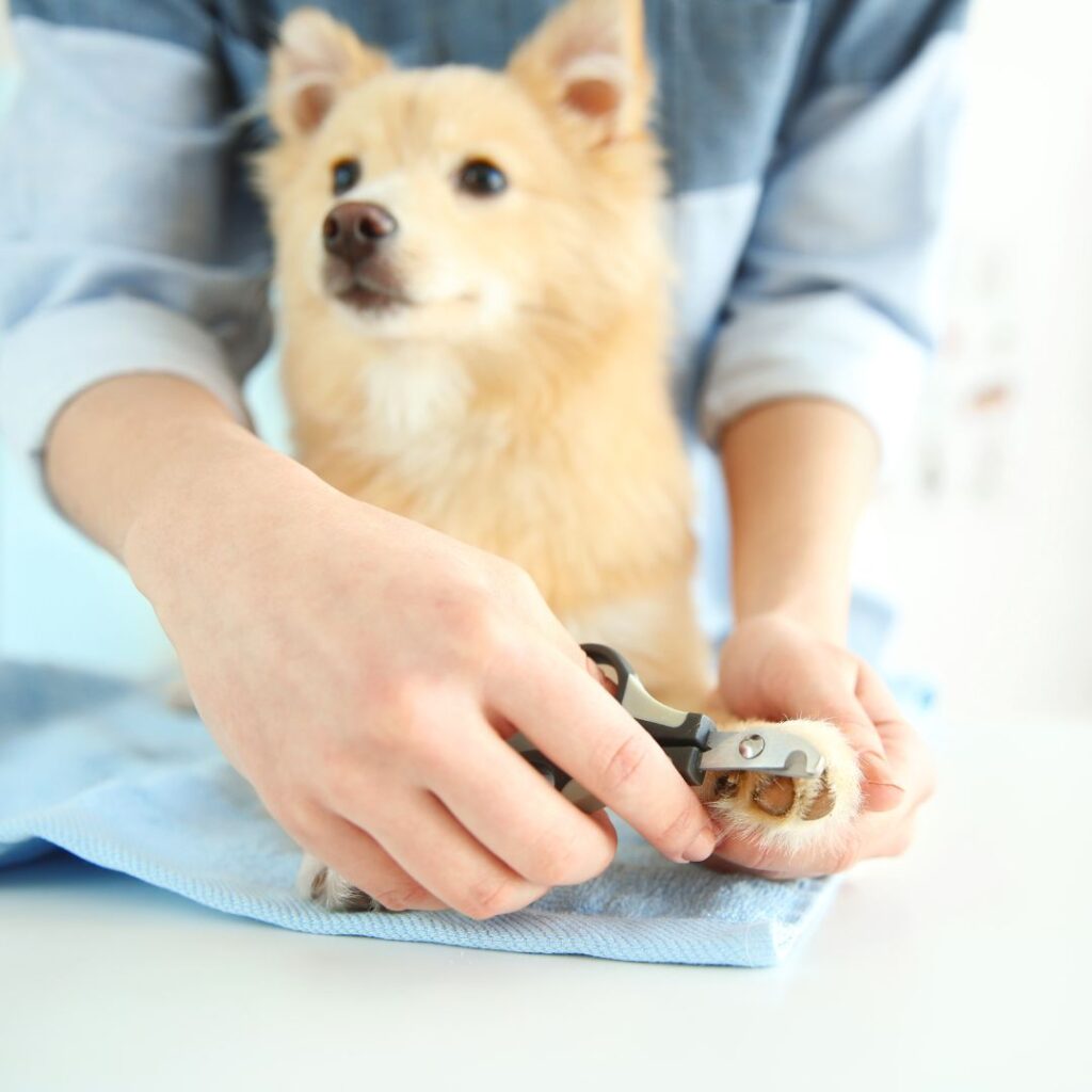Dog getting its nails clipped