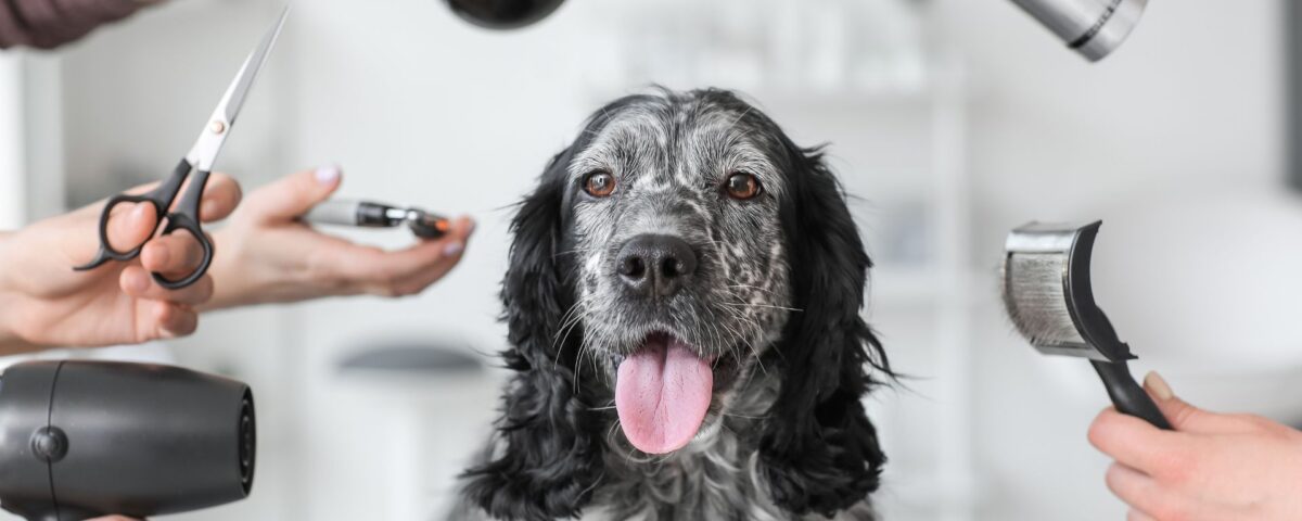 Dog surrounded by grooming tools