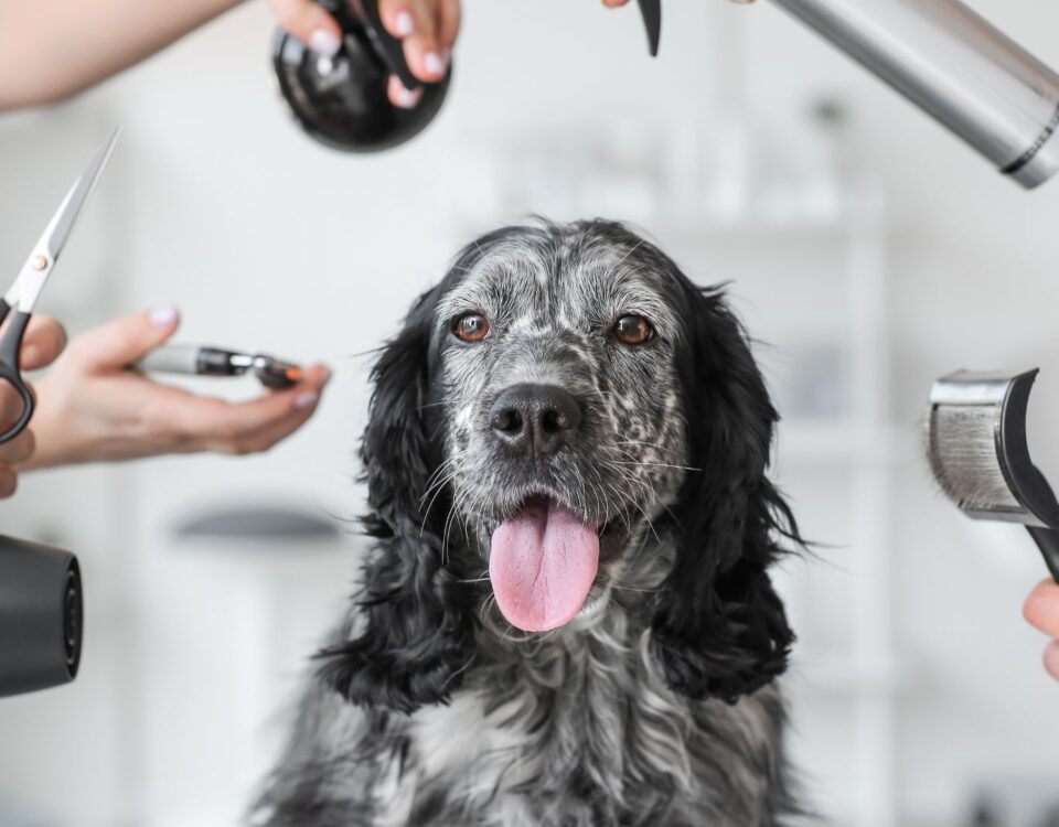 Dog surrounded by grooming tools