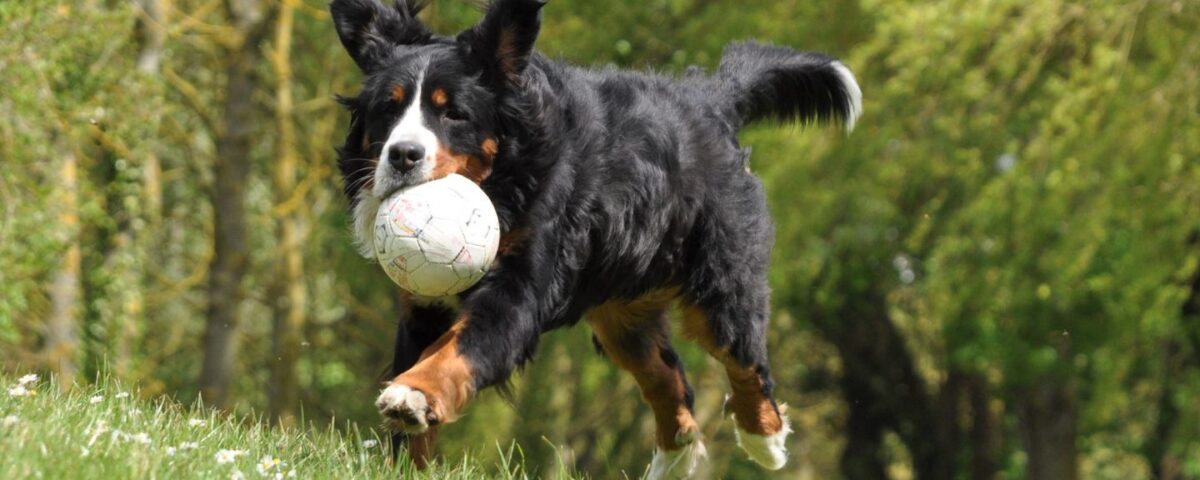 a dog carrying a ball while running in the grass