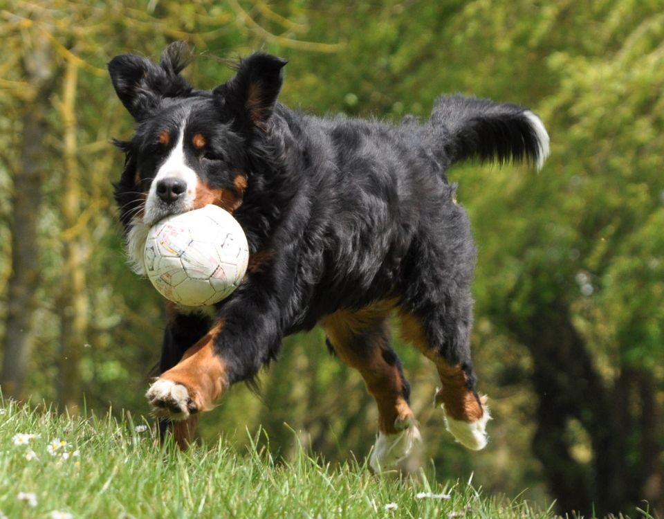 a dog carrying a ball while running in the grass