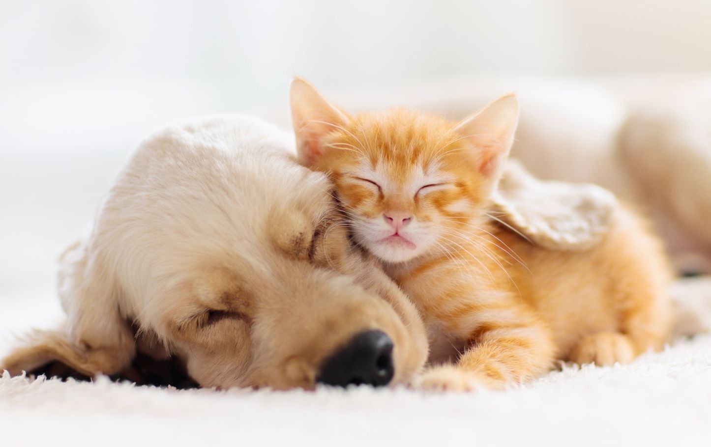 Puppy and kitten napping
