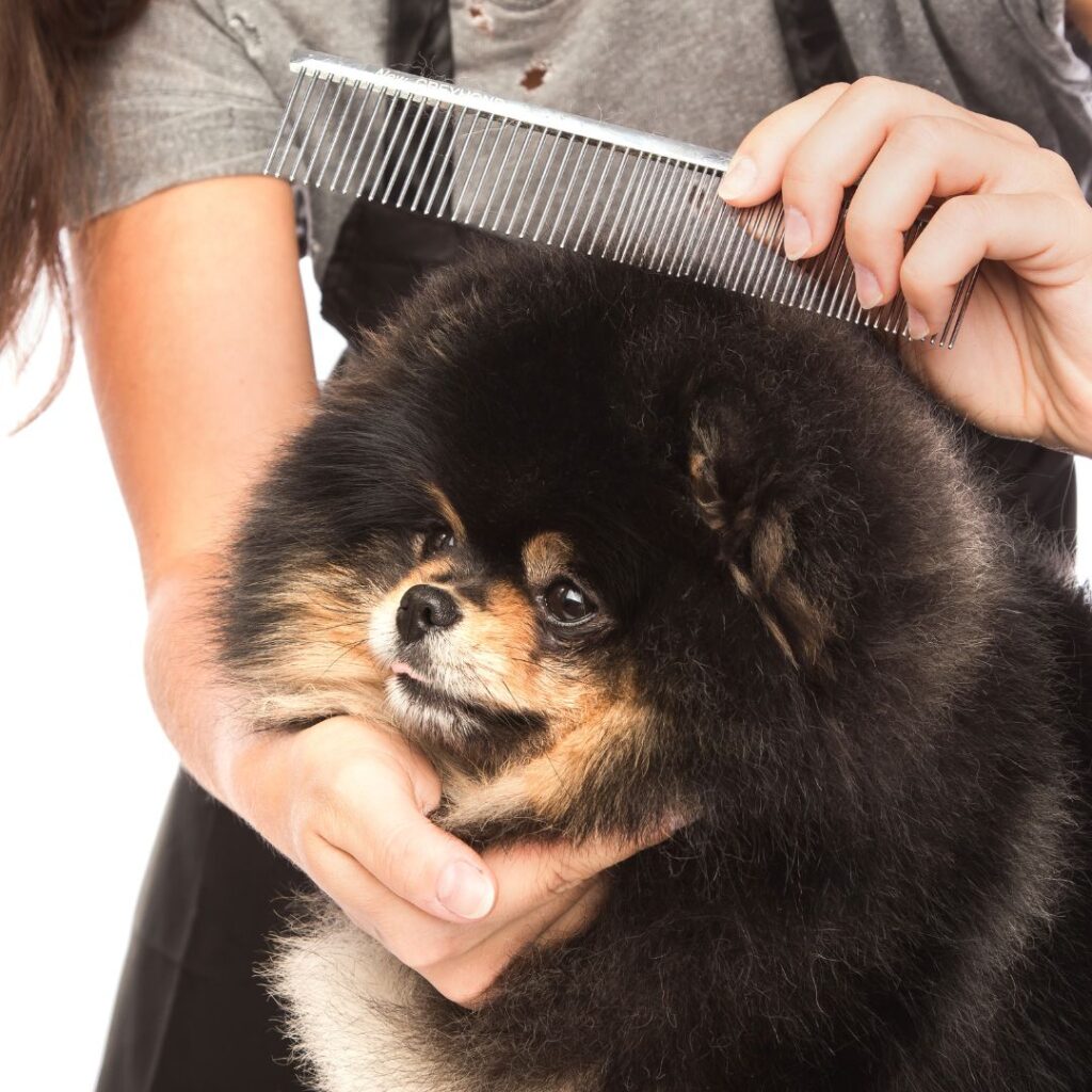 fluffy dog getting fur combed