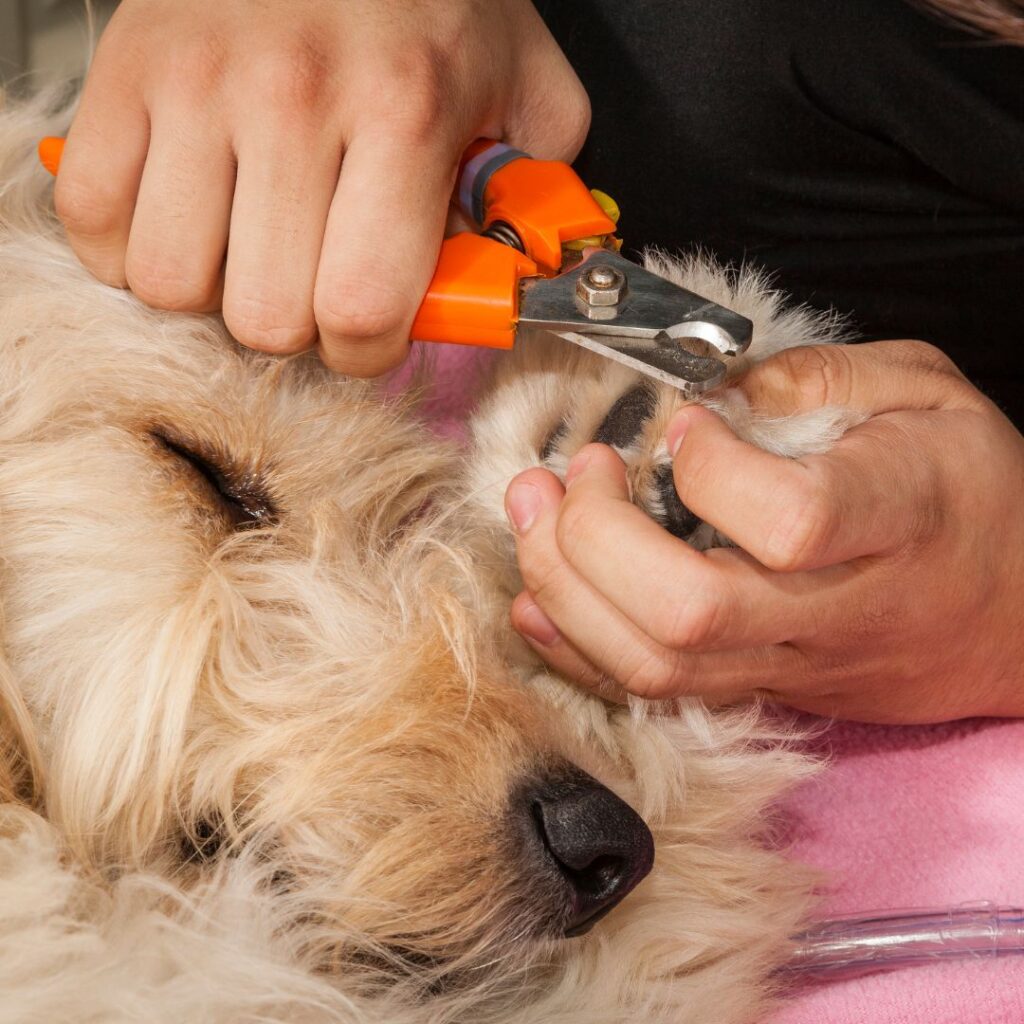 person trimming dog's nails