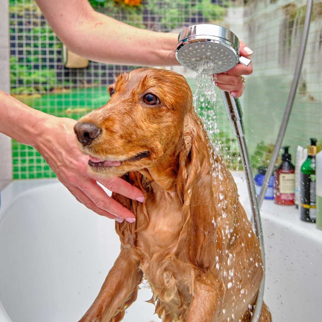 brown dog getting bath in bathtub