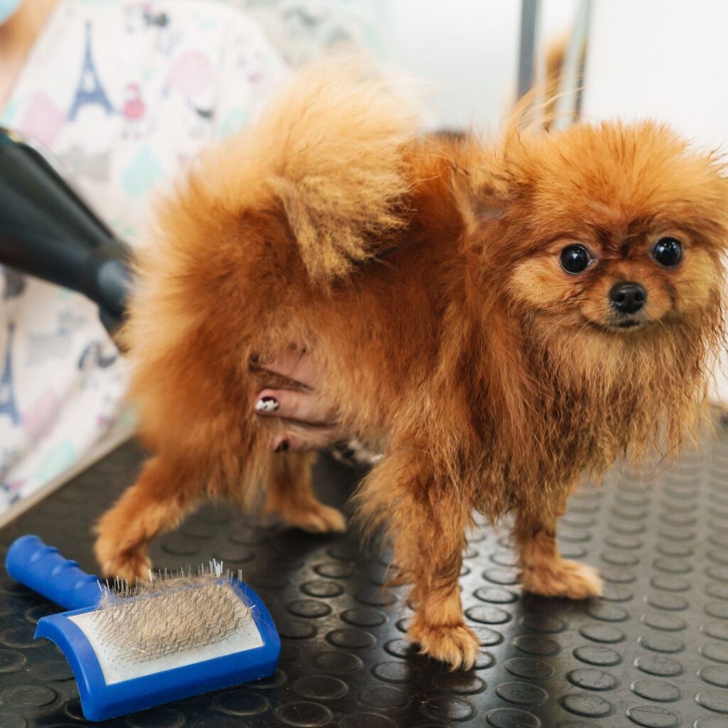 small dog getting fur blow-dried