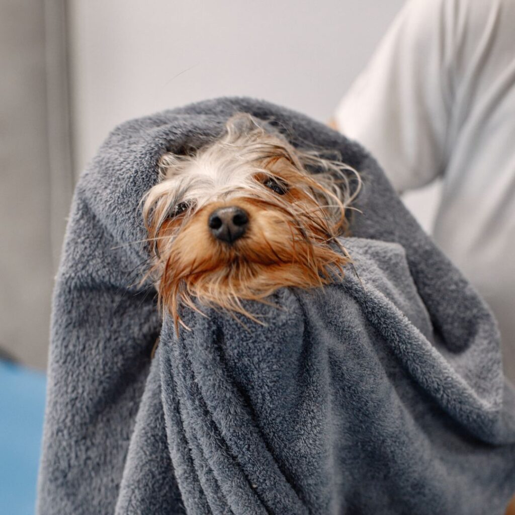 small dog wrapped in towel