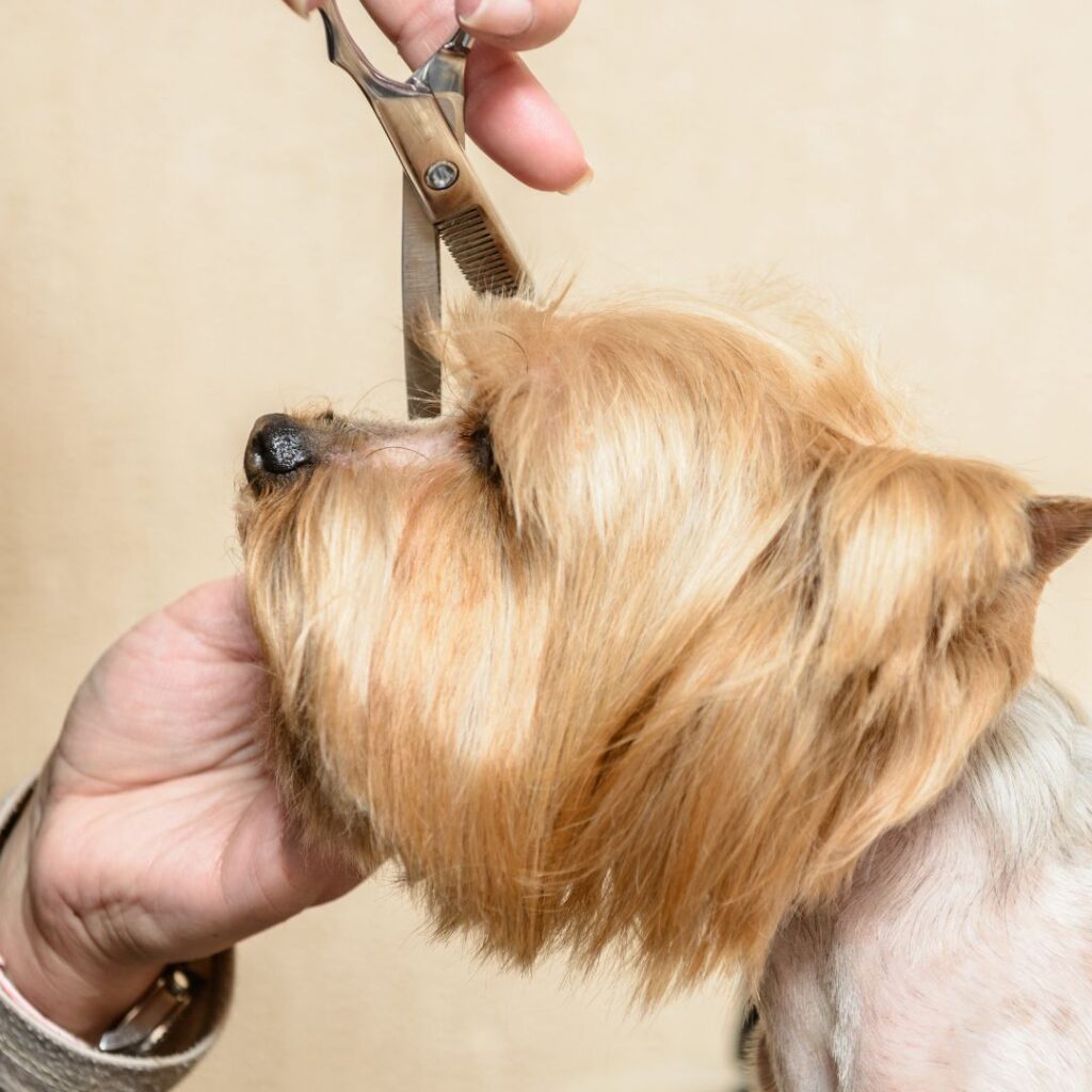 little dog getting professional hair cut