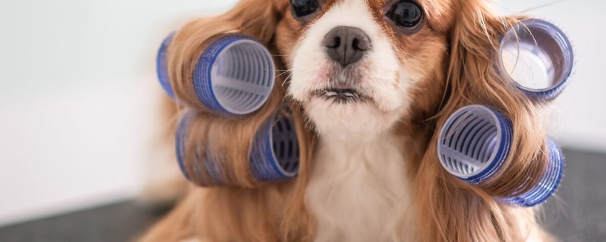 long-haired dog with curlers in fur