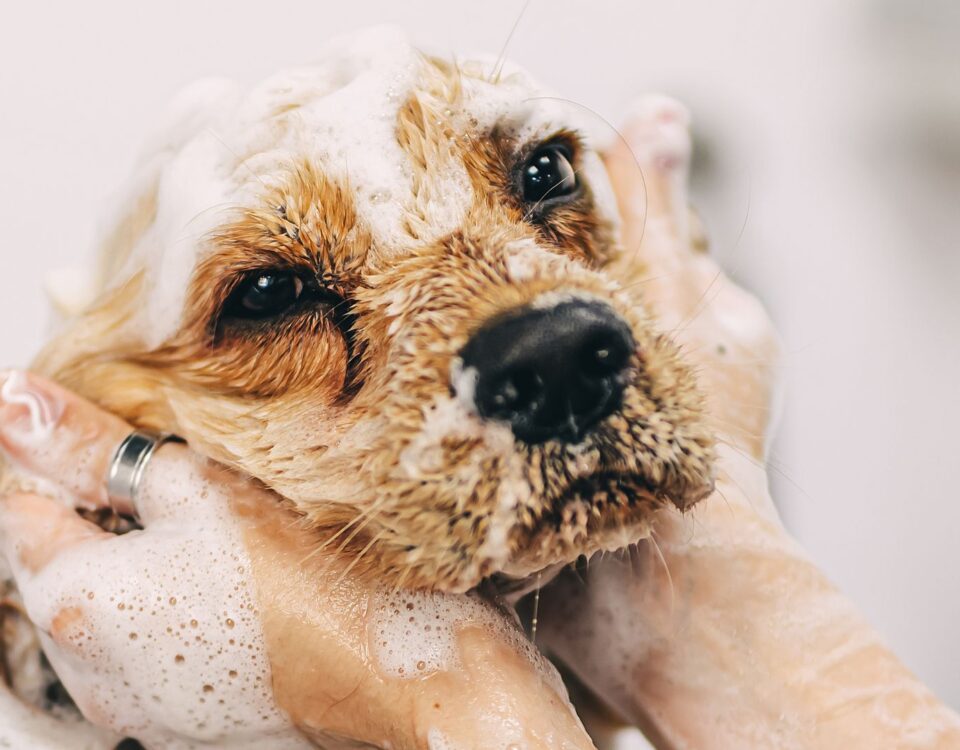dog with soap suds on face