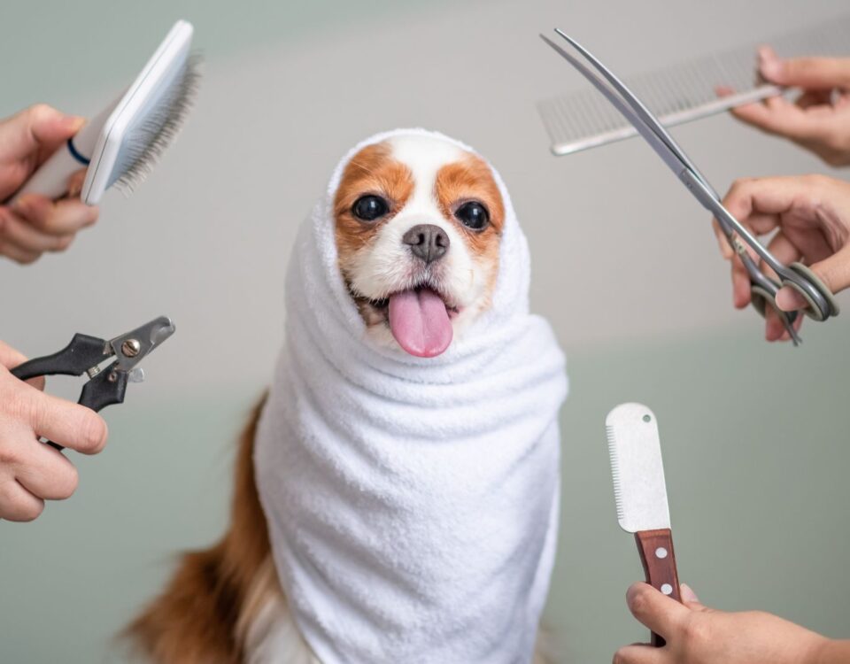 dog wrapped in towels surrounded by groomers' hands holding grooming tools