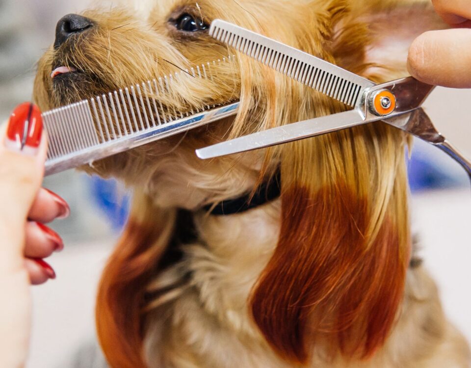 dog getting fur trimmed with scissors