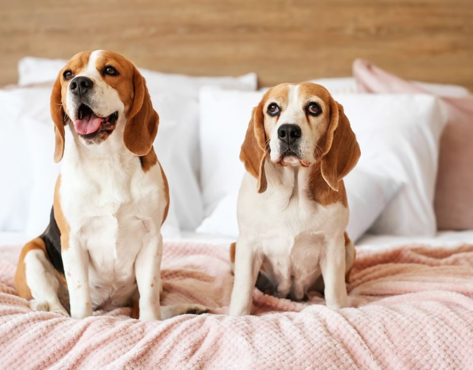 two dogs sitting on a bed