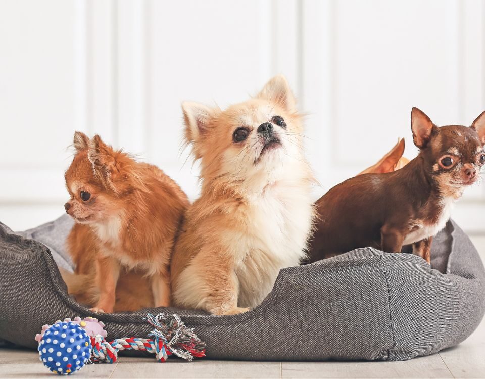 a dog bed filled with chihuahuas