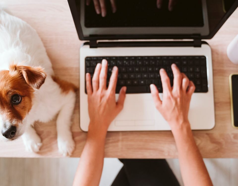 a person typing on a laptop next to their dog