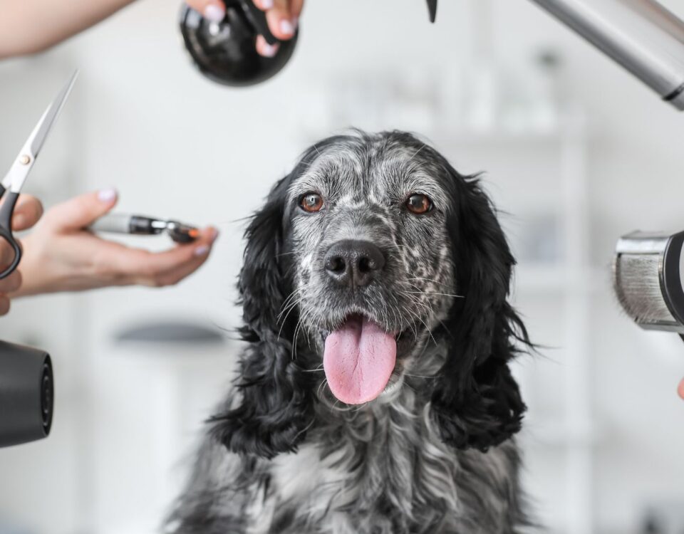 dog surrounded by grooming tools