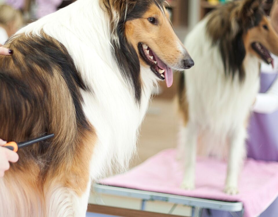 long-haired dog getting fur trimmed