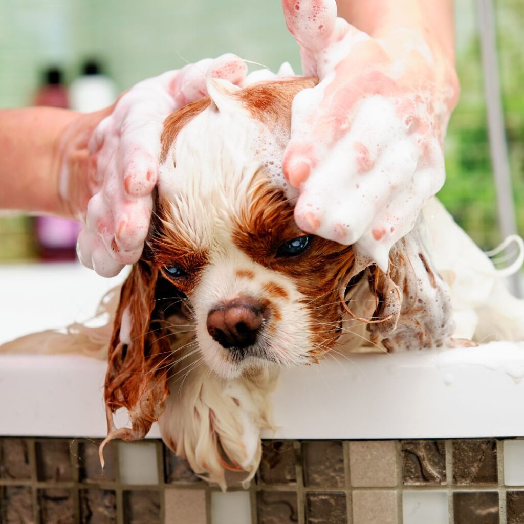small dog getting bath in bathtub