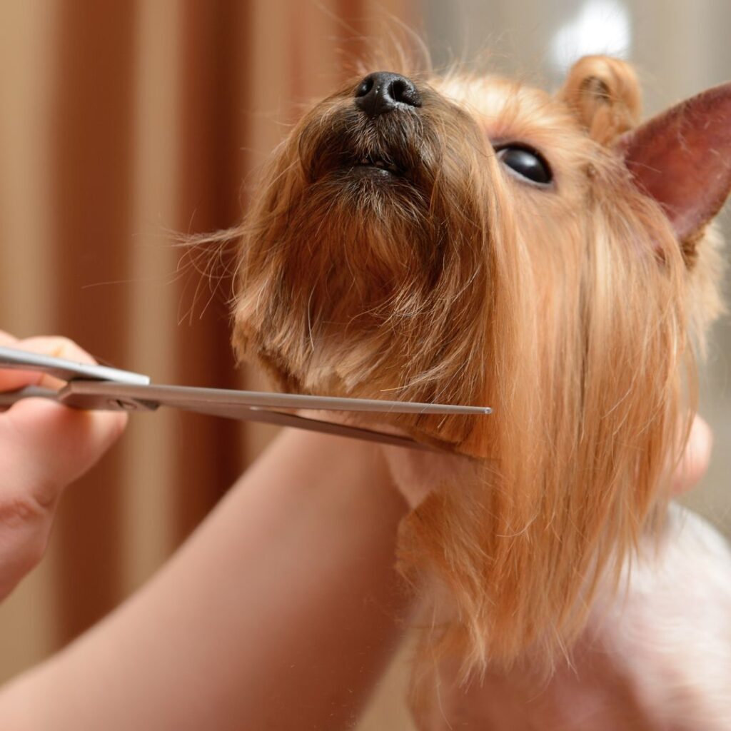 long-haired dog getting haircut