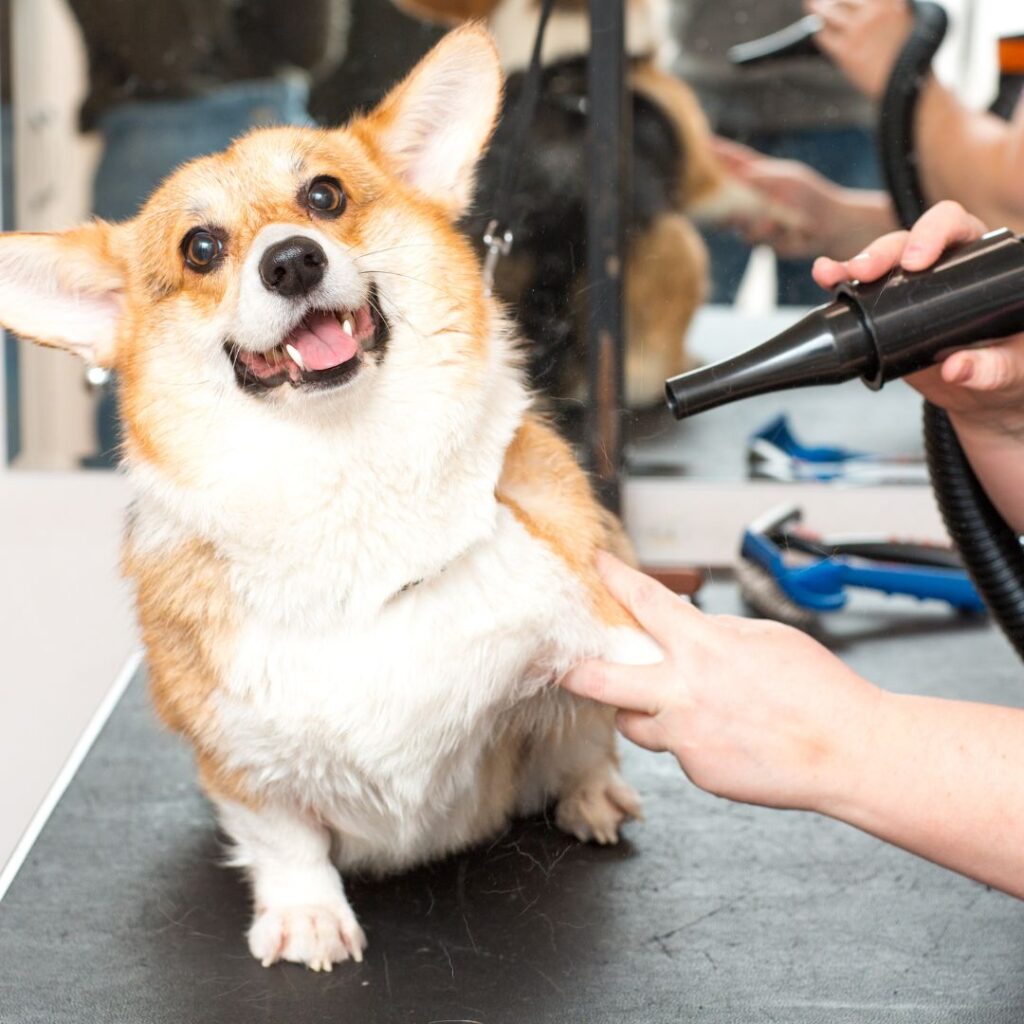 corgi getting professional groomer