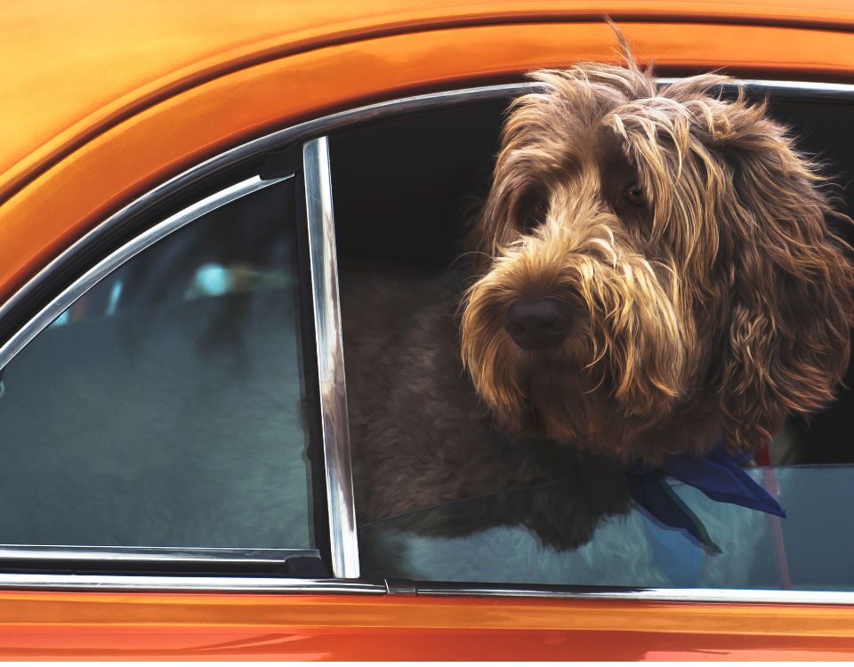 a dog in an orange car looking out the window
