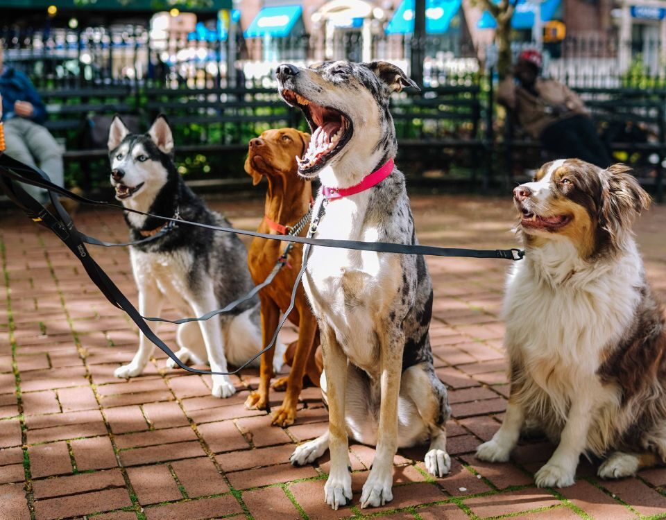 a group of dogs out on a walk