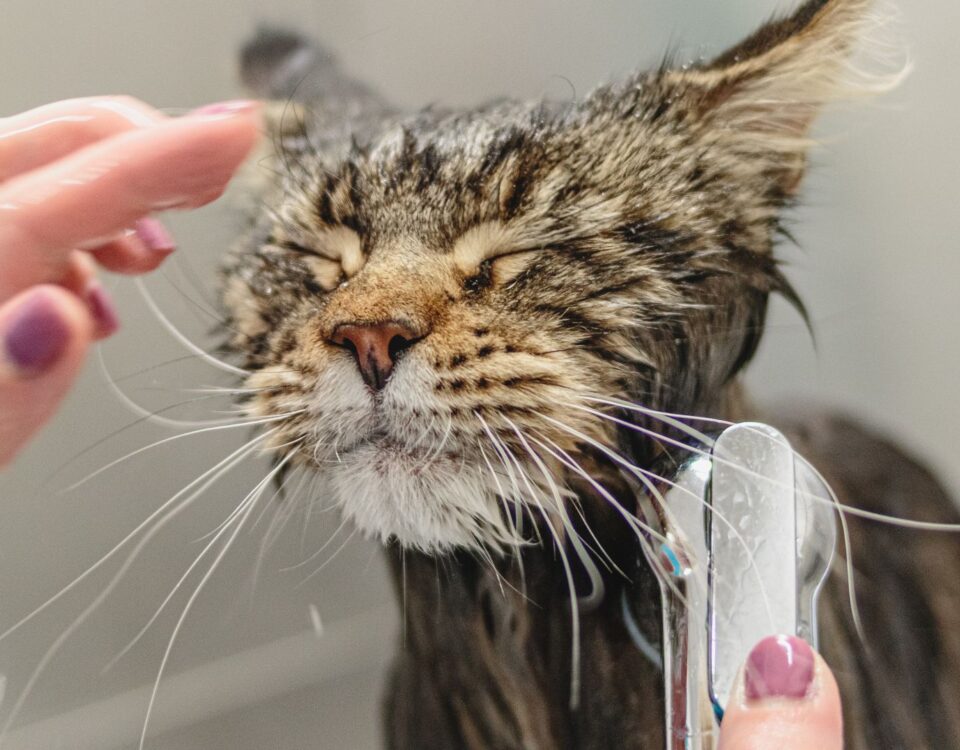 wet cat in shower