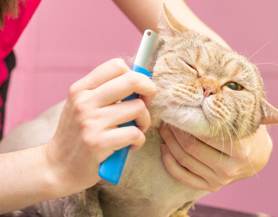 smiling cat getting brushed