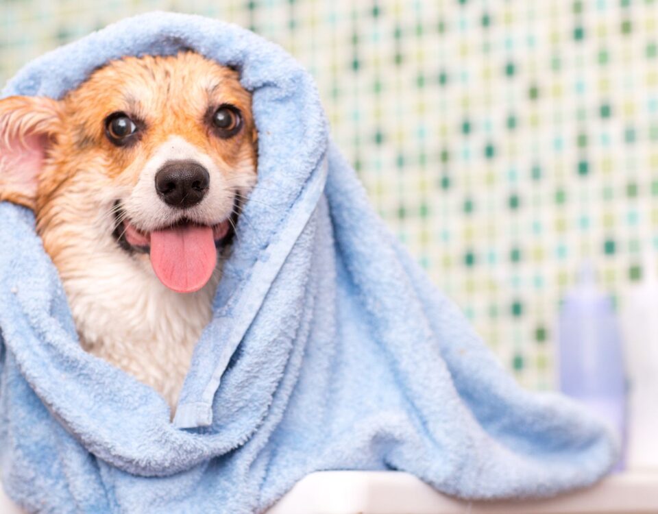 dog wrapped in towel